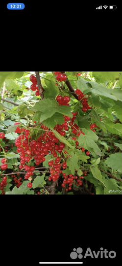 Малина, крыжовник, смородина, клубника, земляника