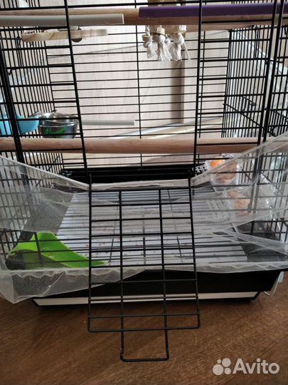 Волнистый попугай с просторной клеткой