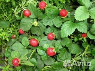 Интересные растения