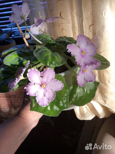 Фиалка в горшках