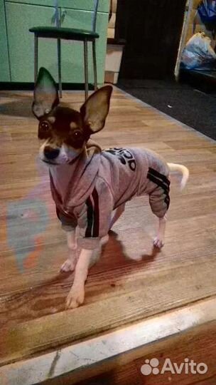 Комбинезон для собак