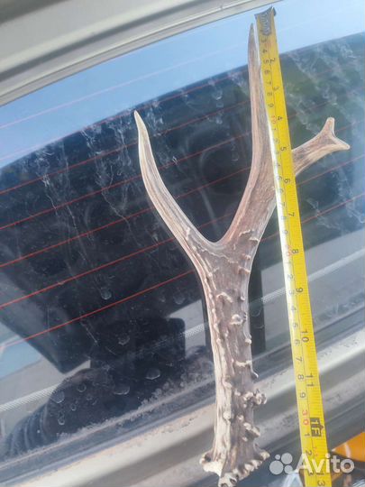 Рога косули