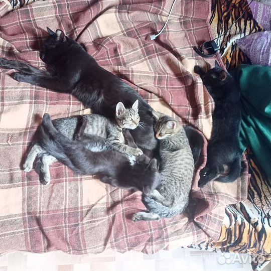 Котята в добрые руки приучены к лотку