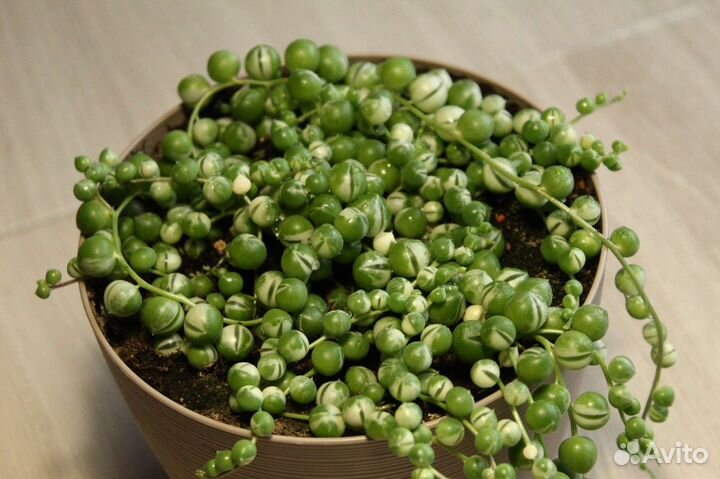 Крестовник (Сенецио) Роули вариег, комнатные раст