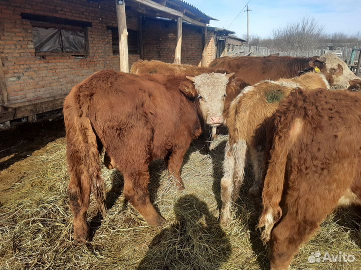 Тёлочки герефорды с документами