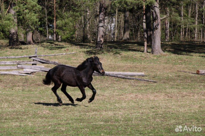 Продается жеребчик