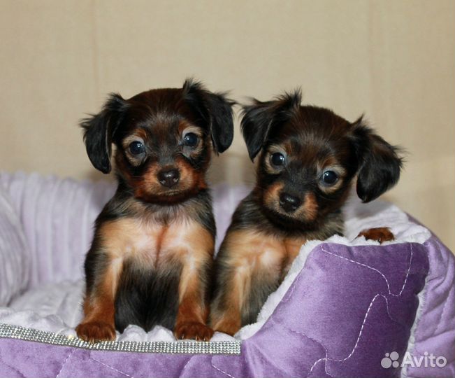 Щенки русского тоя, РКФ