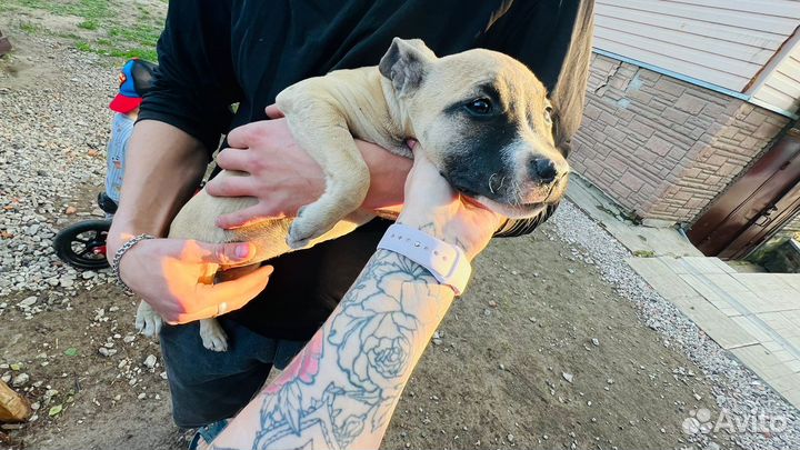 Щенки стафарда