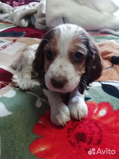 Русский спаниель