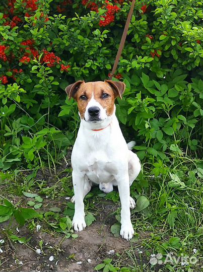 Вязка Парсон Рассел терьер