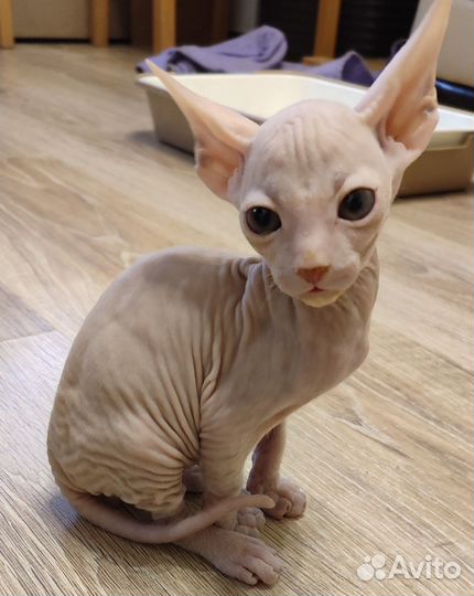 Донской сфинкс котята