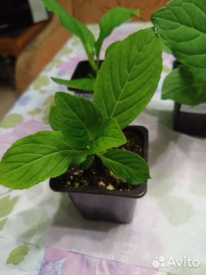 Гортензия крупнолистная махровая