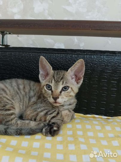 Котёнок донского сфинкса.Браш