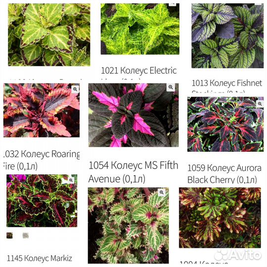 Колеусы сортовые