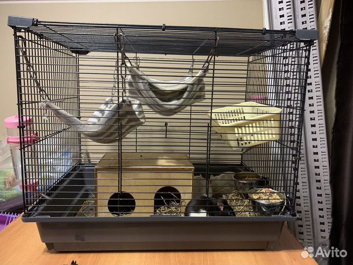 Клетка с крысами