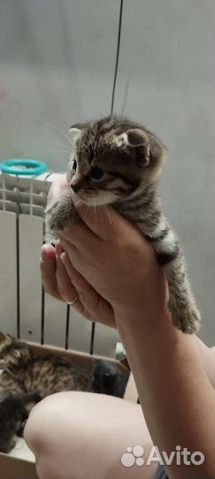 Котята в дар бесплатно