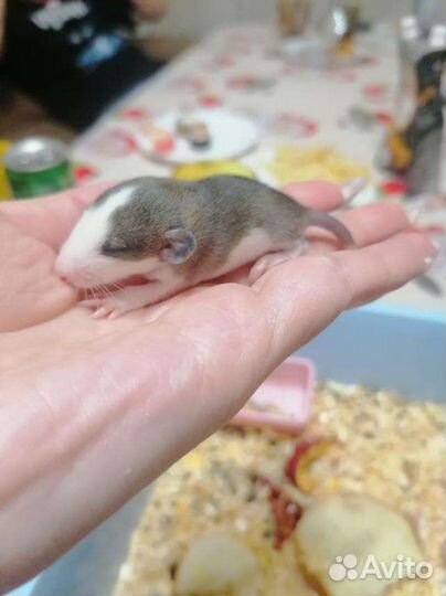 Крыса Дамбо