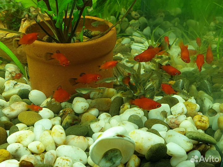 Пецилии. Таракатум