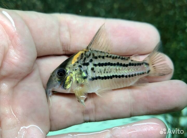 Аквариумные рыбки (редкие и не очень)