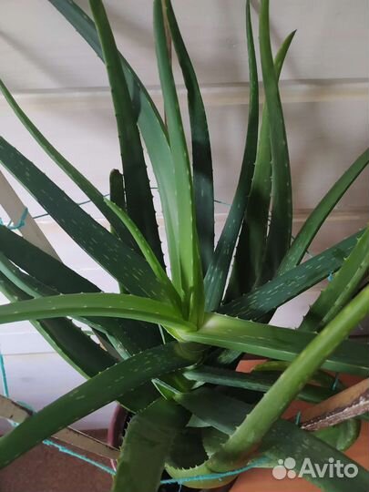 Алоэ вера большой