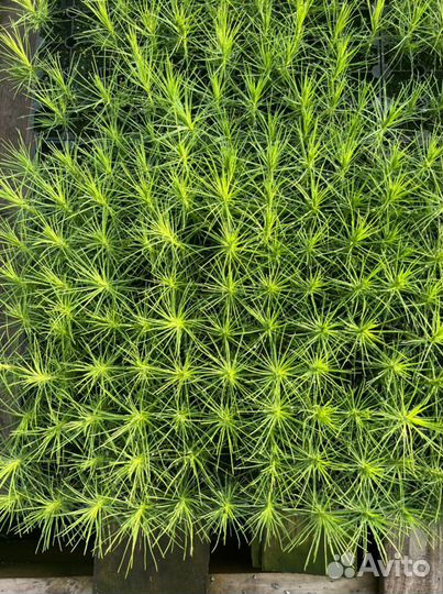 Зкс и окс сеянцы Сосна Ель Лиственница с окс