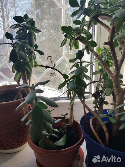 Комнатные растения