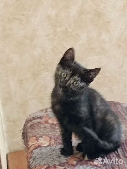 Коты бесплатно