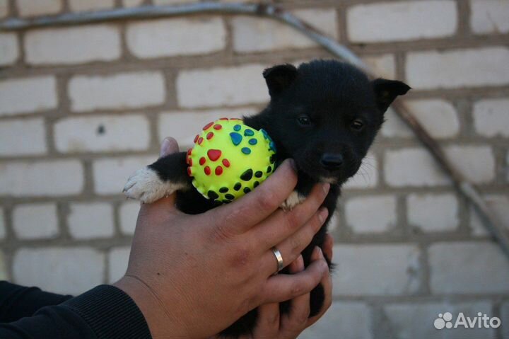 Щенок в добрые руки
