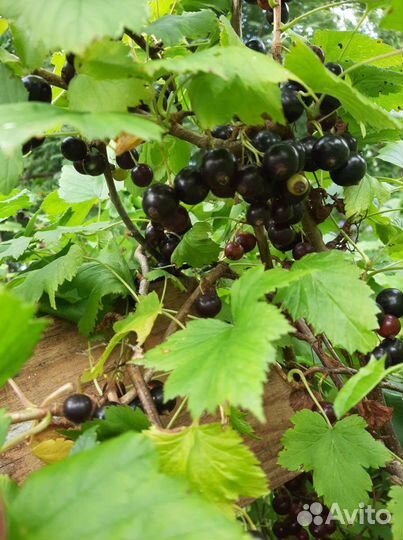 Черная смородина ягода