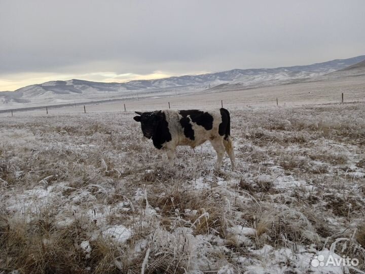 Быки на мясо