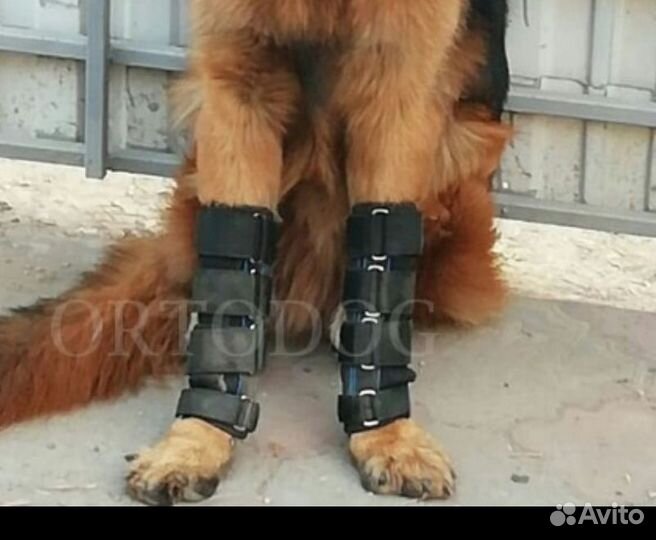 Ортезы на кавказскую овчарку/тибетского мастифа