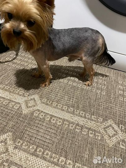 Йоркширский терьер или той терьер