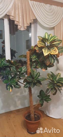 Кодиеум кротон