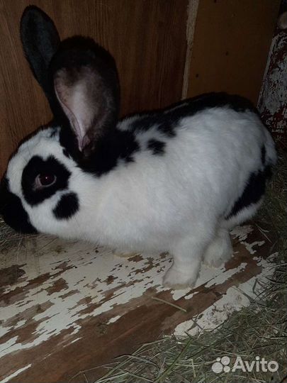 Кролики великаны. Строкач Ризен