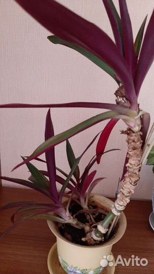 Рео — Цветок комнантный зелено-розовый