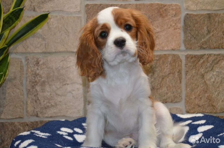 Кавалер кинг чарльз спаниель щенки