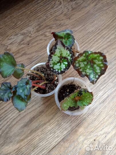 Сеянцы декоративно лиственных бегоний