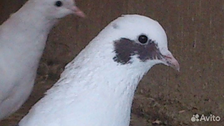 Голуби бойные бакинцы