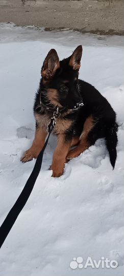 Щенки немецкой овчарки