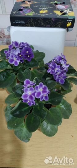 Фиалка лист