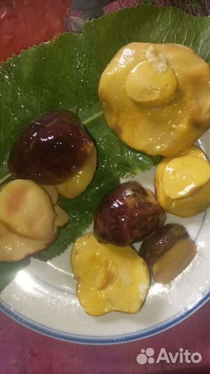 Белый боровой гриб. Сырой груздь. Опята