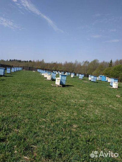 Продам пчелопакеты