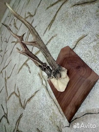 Рога косули на медальоне