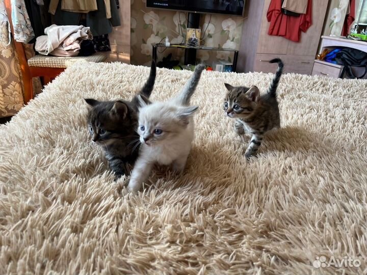 Кошки