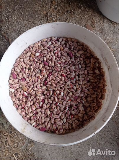 Фасоль домашняя