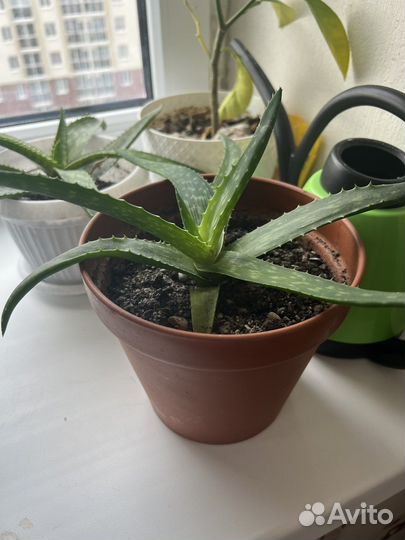 Алоэ вера лечебный