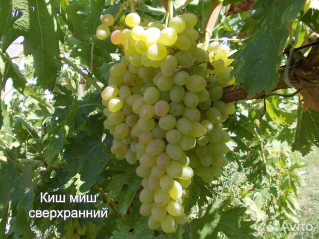 Продам саженцы и чубуки Винограда