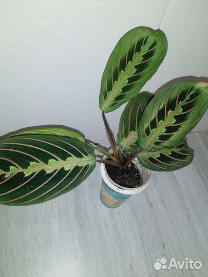 Комнатные растения