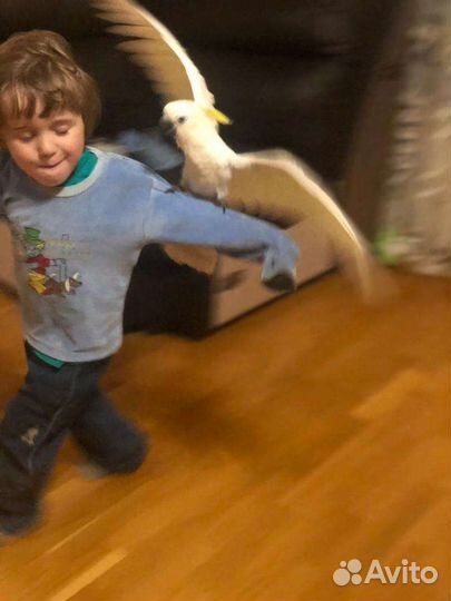 Попугай птенцы