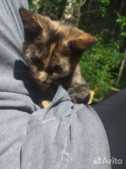 Котенок